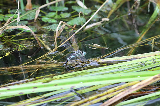 Red dragonflies above a lake mating