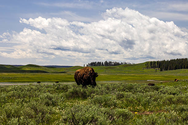 istock American bison in a valley, Yellowstone National Park. 2231708217