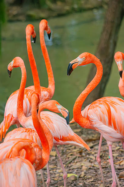 istock Flamingos in Tolima, Colombia 2231711350
