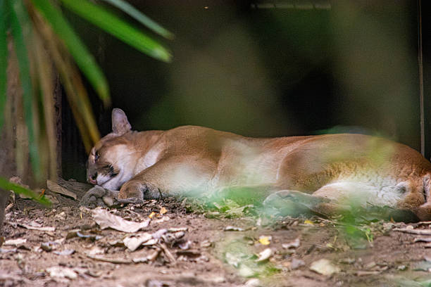 A serene image of a sleeping wild animal in Tolima, Colombia, showcasing wildlife recovery in a natural habitat setting.