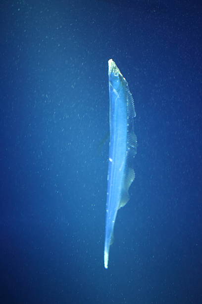 istock Japanese cutlassfish or largehead hairtail (Trichiurus lepturus) 2231712414