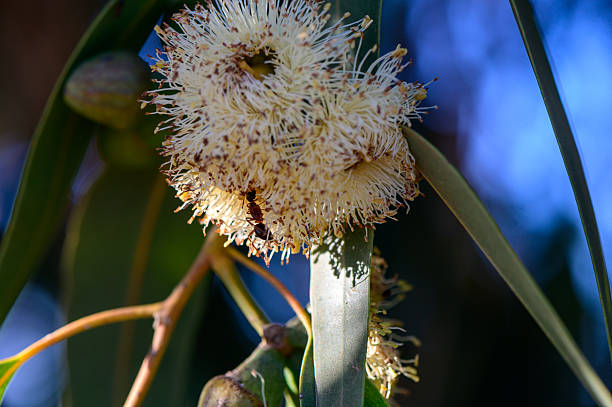 istock Ant Pollinating Eucalyptus Flower in Cyprus 2231714804