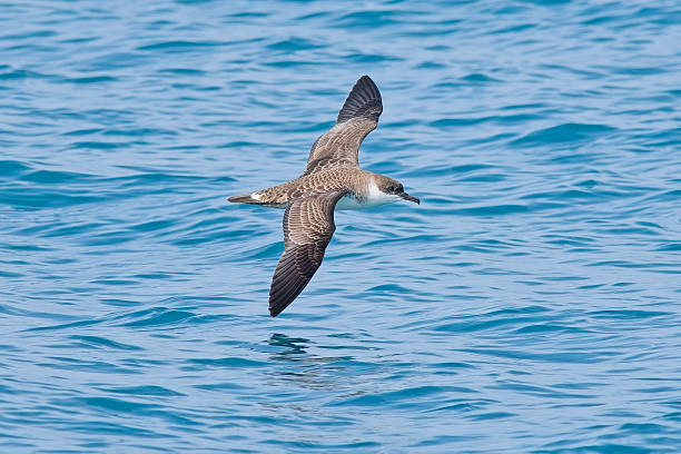 istock Great Shearwater flying over sea 2231714877