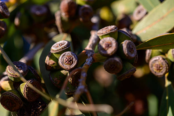 istock Eucalyptus Seed Pods on Branch in Cyprus 2231715045