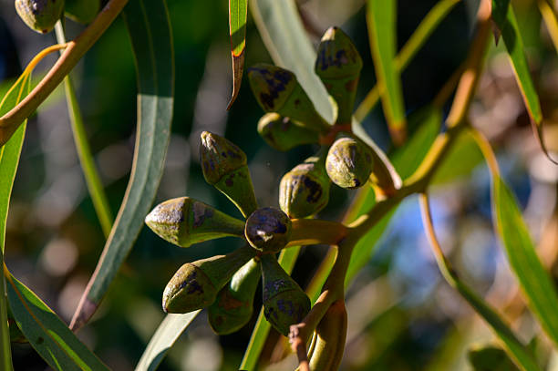 istock Unopened Eucalyptus Buds on Branch in Cyprus 2231715056