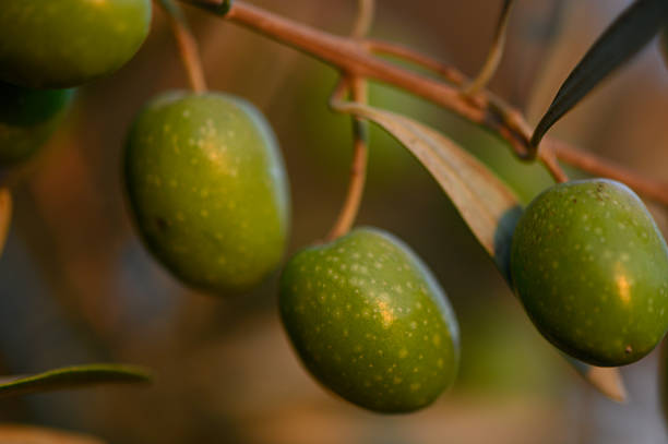 Fresh green olives hanging on olive tree in Cyprus. Symbol of Mediterranean farming,