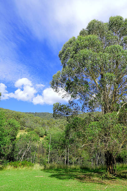 istock Mansfield,  Victoria, Australia 2231715778
