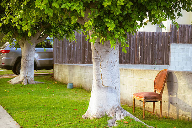 the chair at the tree on the grass around evening