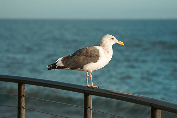 Seagull sitting at the pier and watching the blue ocean waves
