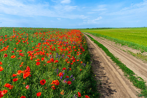 istock Poppy blossoms sway gently in the open field 2231716959
