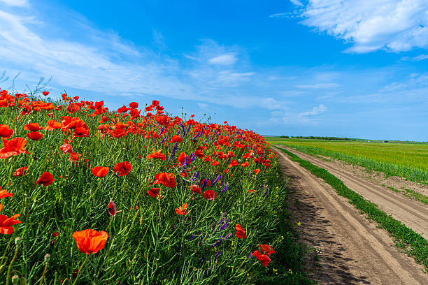istock Poppy blossoms sway gently in the open field 2231716960