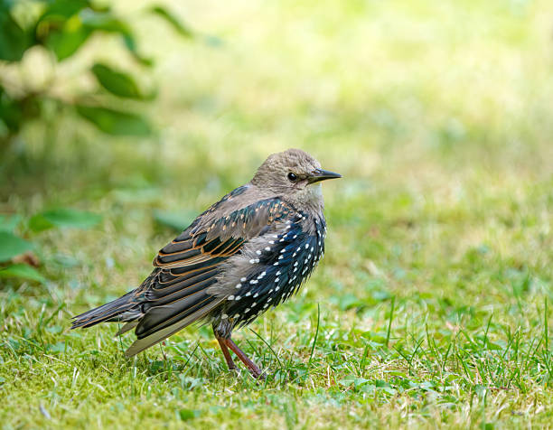 Young Common starling on the grass in my back yard.