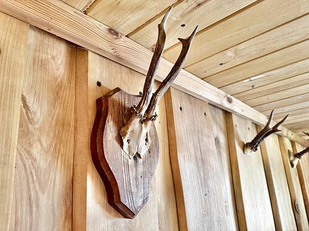 Deer antlers on vintage wooden background. Hunting concept.