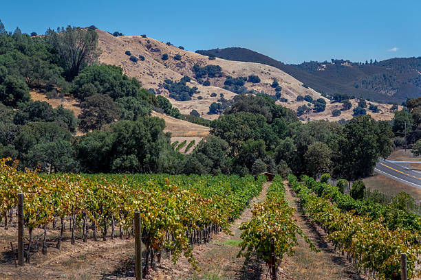 istock Vineyard, Northern Caliifornia. 2231725105