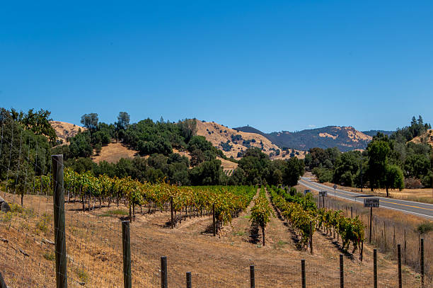 istock Vineyard, Northern Caliifornia. 2231725209