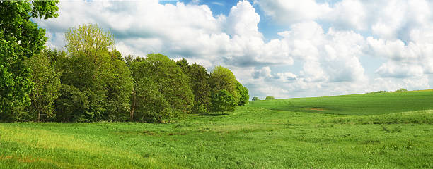 a meadow with blossoming apple trees in spring time