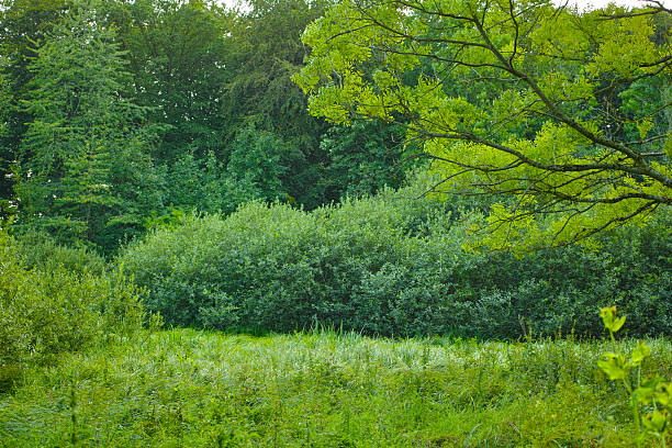 A vibrant natural scene depicting a forest edge with diverse greenery, including thick bushes and trees such as Betula pendula and Salix alba. The serene landscape embodies tranquility and thriving nature.