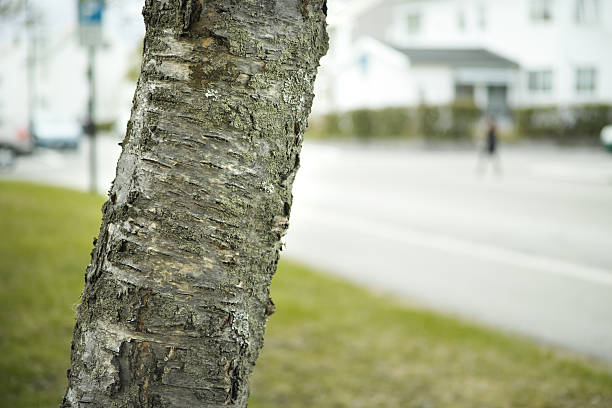 Tree bark photographed in detail with unique shapes and colors, creating an abstract nature-inspired texture.