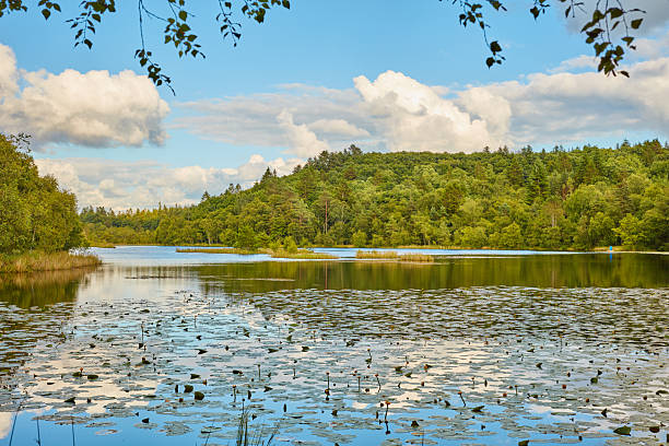 istock Idyllic Lakeside View with Water Lilies Beneath a Serene Blue Sky Framed by Lush Forest Vegetation 2231725647