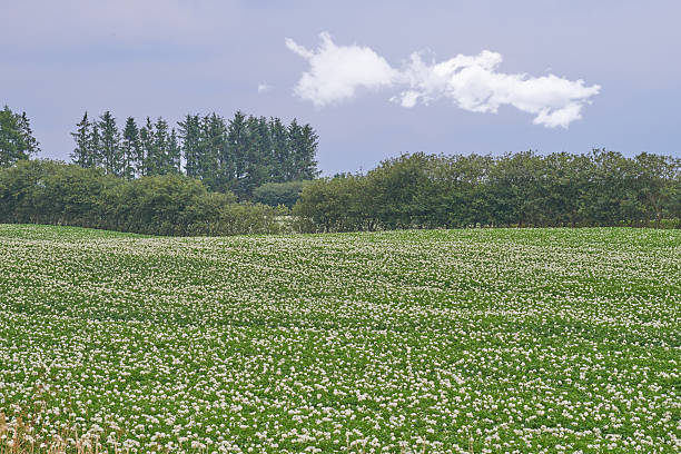 A tranquil field filled with white flowers spreads across the foreground, bordered by a row of lush green trees under a calm blue sky adorned with soft, scattered clouds.