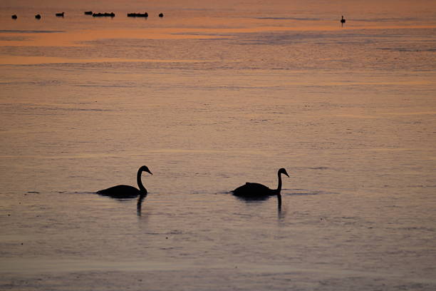 The whooper swan (Cygnus cygnus), also known as the common swan, is a large northern hemisphere swan. This photo was taken in Japan.