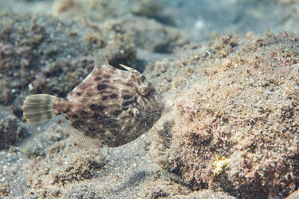 istock Brown Patterned Filefish Swimming Underwater in Japan 2231727599