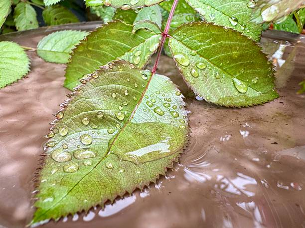 Fresh green leaf with water droplets after rain lying on wet surface in natural setting