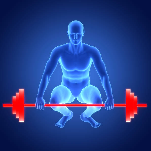 3D Illustration Concept of Human Lifting Heavy Barbell with Weights Anatomy