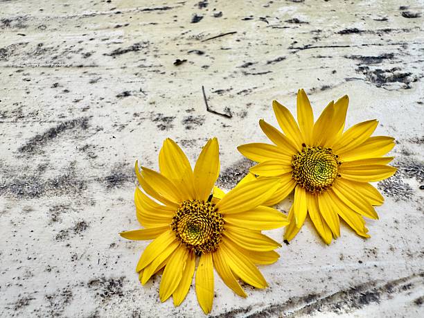 Two yellow daisy flowers placed on textured rustic wooden surface