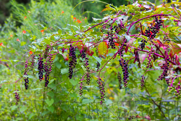 American pokeweed (Phytolacca americana) also known as pokeweed, poke sallet, pokeberry, dragonberries, pigeonberry weed, and inkberry is a poisonous plant.
