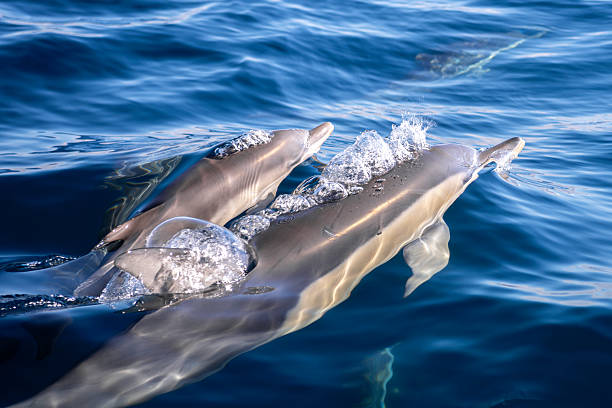istock Mother and Calf Dolphins 2231736823