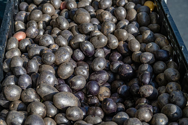 Purple Potaotes