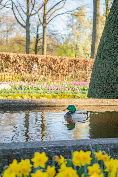 Tulips in full bloom at Keukenhof Gardens in mid April, the peak of the flowers.