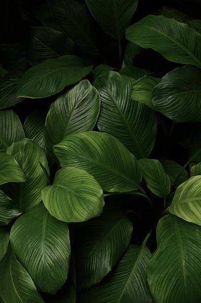 istock abstract green leaf texture, nature background, tropical leaf.PHOTO 2231742534