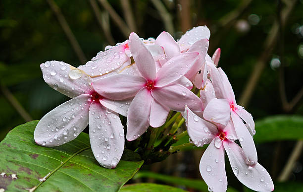 istock Pink  flower blooming in garden 2231743967