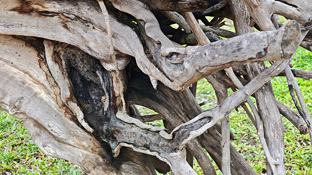 istock Old tree trunk in the garden 2231744375