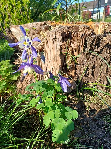 istock Blooming columbine in front of a tree stump 2231744629