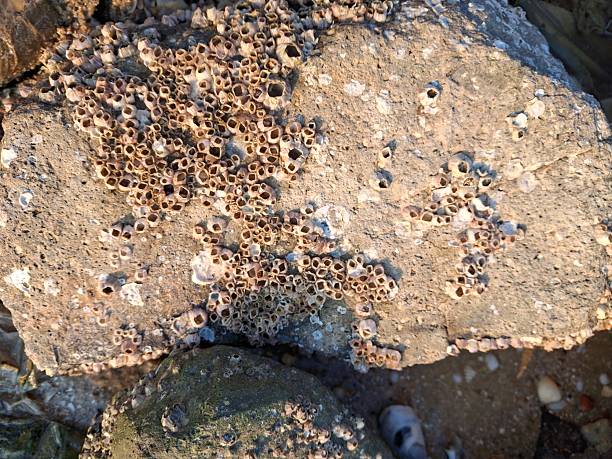 istock Barnacles attached to the surface of rocks on the beach 2231745329
