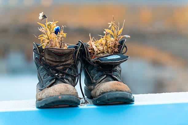 Old shoes used as a planter in the village of Djupivogur Iceland.