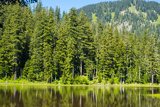 istock Pine trees reflected in the still waters of a marsh 2231747550