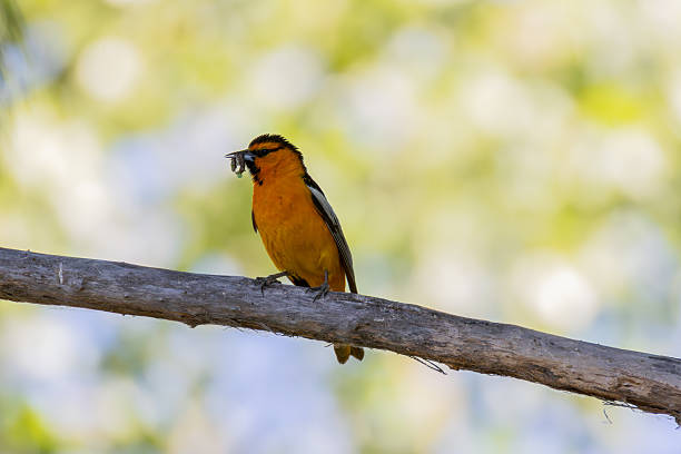 A Baltimore oriole is seen perching in a dogwood tree in this photo.  The entire orange colored belly of the bird is visible.  The male bird is very bright in the springtime breeding season. The focus on the bird is very sharp.