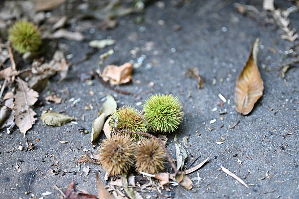 Autumn begins with chestnut season