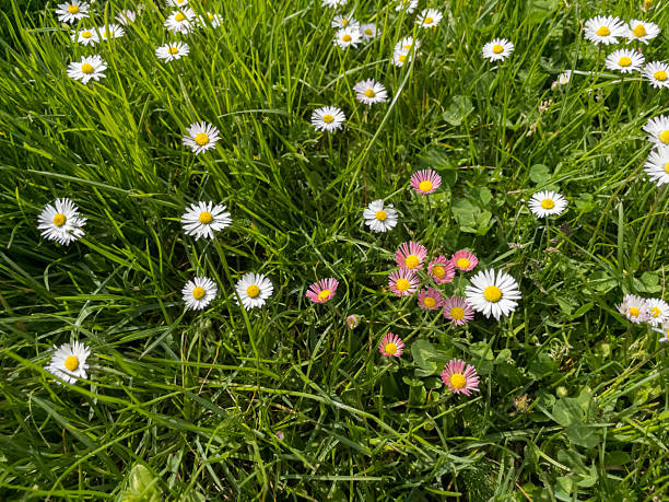 White and pink daisies growing in a field of grass