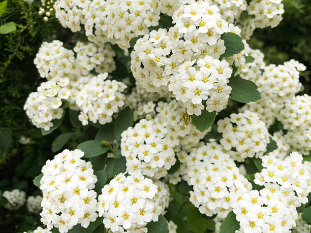 istock Bridalwreath spirea showing off its delicate white flowers 2231753032