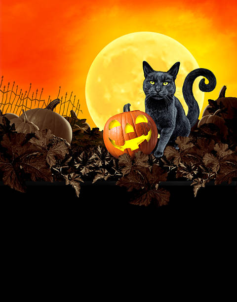 Black cat worms about your path when it’s Friday the 13th