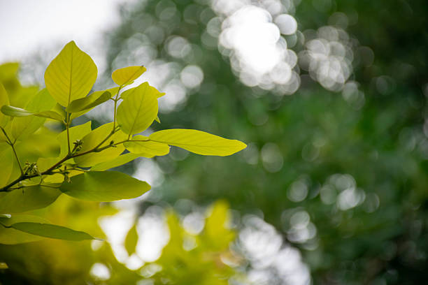 Close-up of fresh green leaves with a blurred natural background, creating a soft bokeh effect. Perfect for nature, environment, and botanical concepts.