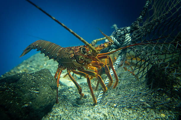 istock An Underwater View of a Spiny Lobster 2231757973