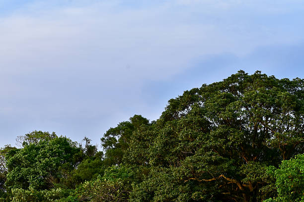 istock Low angle of the tree against the blue sky background. Full of tree branches and tree green leaves. Looking up to the trees. 2231758700
