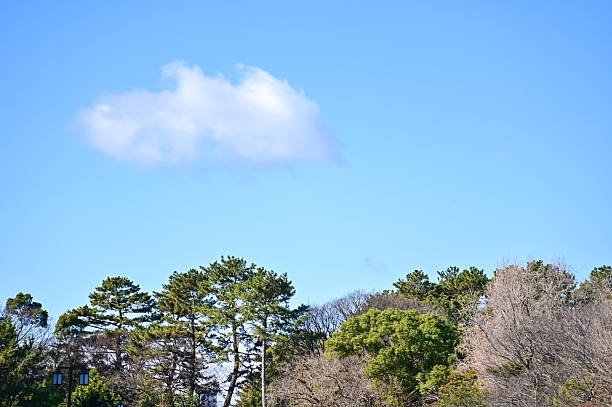 Low angle of the tree against the blue sky background. Full of tree branches and tree green leaves. Looking up to the trees. Nature concept. Tree background.