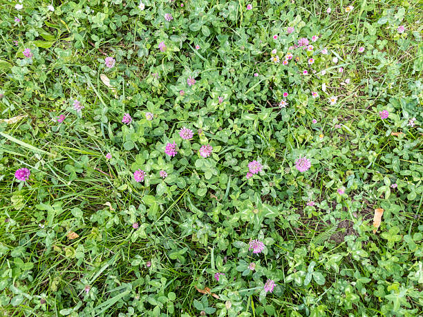 Red clover flowers growing wild in a green grass meadow